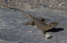 Tenerife lizard / Tenerife hagedis