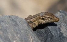 Tenerife lizard / Tenerife hagedis