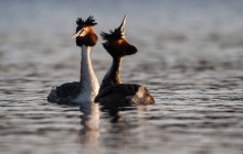 Grebe / Fuut