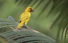 Goudwever - Eastern golden weaver