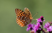 NC Great Spangled Fritallary