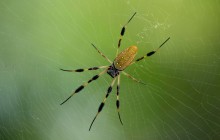 Golden Silk Orb Spider