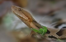 Copperhead