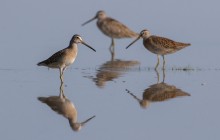 Short-billed Dowitcher