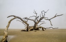 Driftwood Beach, Jekyll Island, Georgia