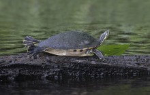 Blue Spring State Park